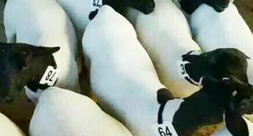 如何加工牛羊飼料？